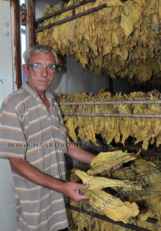 Комбайн сменя дневно 100 берачки на тютюн