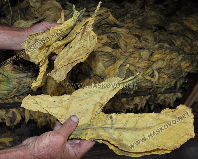 Комбайн сменя дневно 100 берачки на тютюн