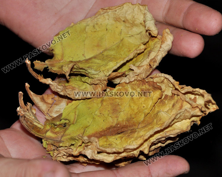 Комбайн сменя дневно 100 берачки на тютюн