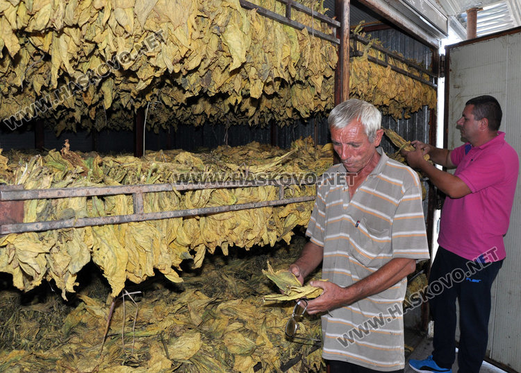 Комбайн сменя дневно 100 берачки на тютюн