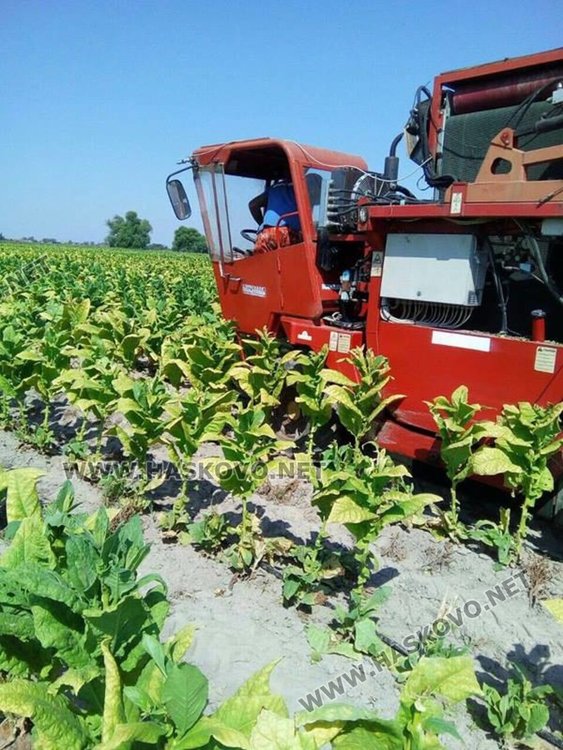 Комбайн сменя дневно 100 берачки на тютюн