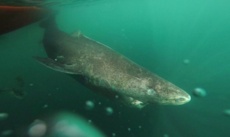 Уникално откритие! Акули живеят по 400 години