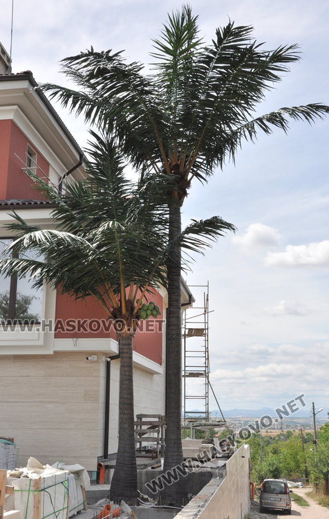 Огромни кокосови палми "поникнаха" в Кенана