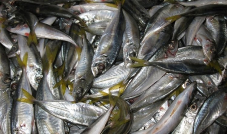 Южното Черноморие ври от сафрид