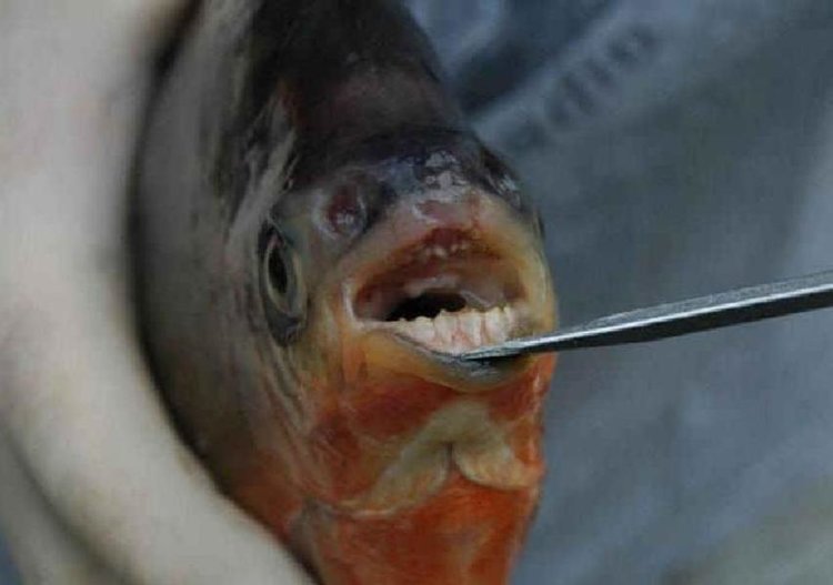 Пирани с човешки зъби се появиха в езерото Мичиган