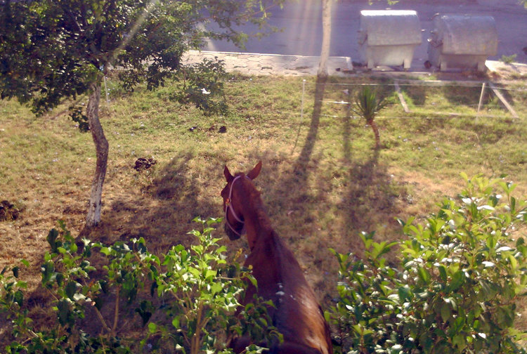 Ул. “Акация”: Селска идилия в градска среда 