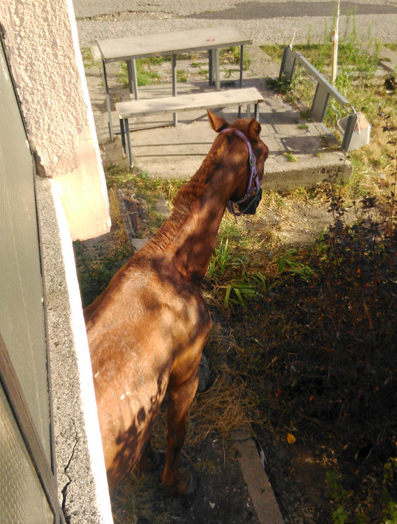 Ул. “Акация”: Селска идилия в градска среда 