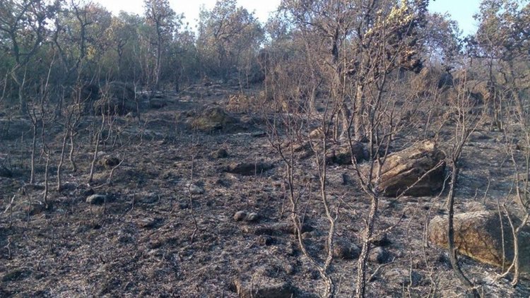 Прибраха за 24 часа в килията пиян подпалвач