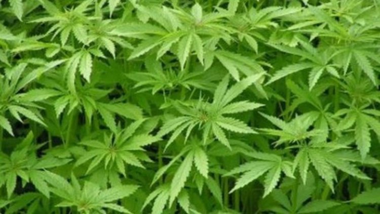 Задържаха 27-годишен димитровградчанин с канабис