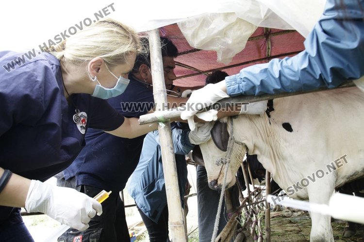 Българска ветеринарна лекарка помага в засегнати от наводненията райони в Мианмар
