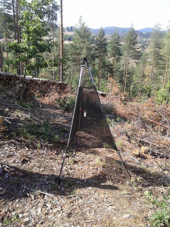 Горските в Смолян стартираха модерния метод за борба с корояда, ловят женските с феромони