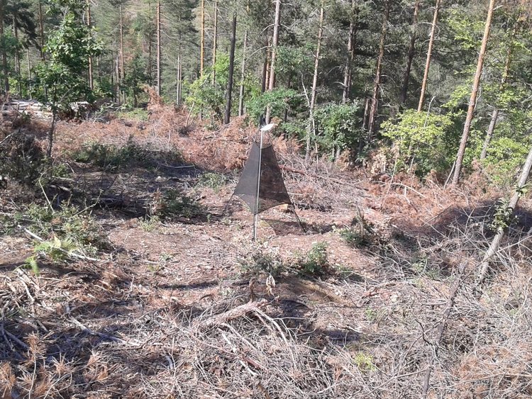 Горските в Смолян стартираха модерния метод за борба с корояда, ловят женските с феромони