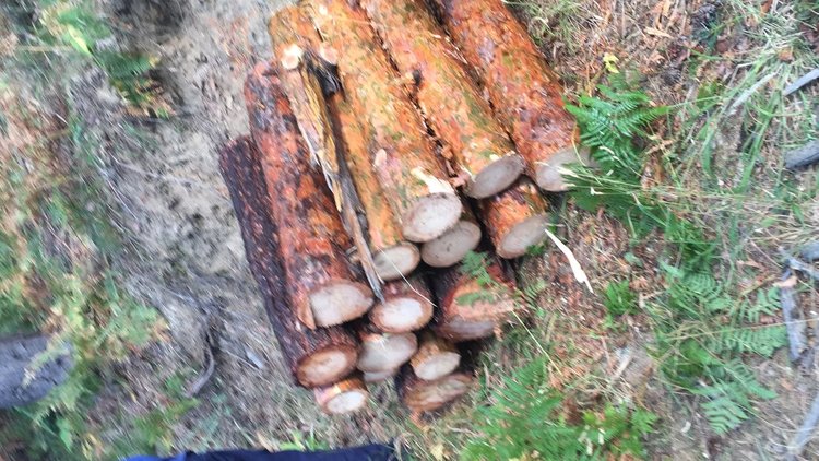 Горските в Смолян стартираха модерния метод за борба с корояда, ловят женските с феромони