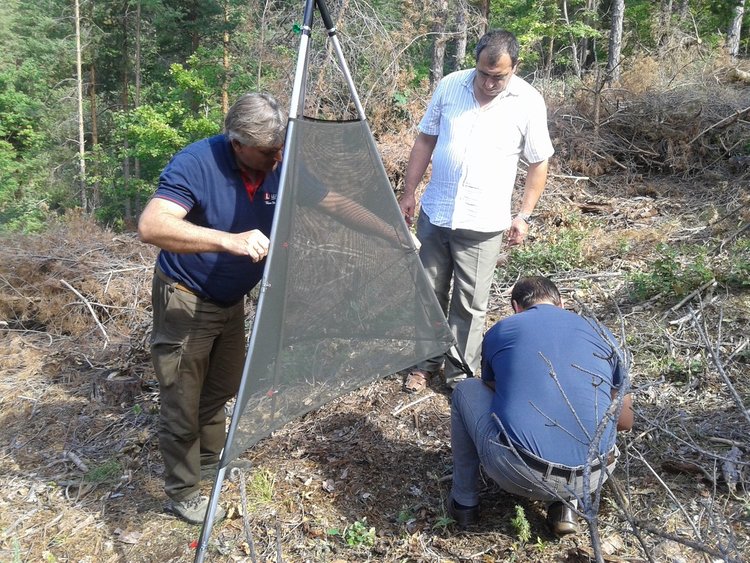 Горските в Смолян стартираха модерния метод за борба с корояда, ловят женските с феромони
