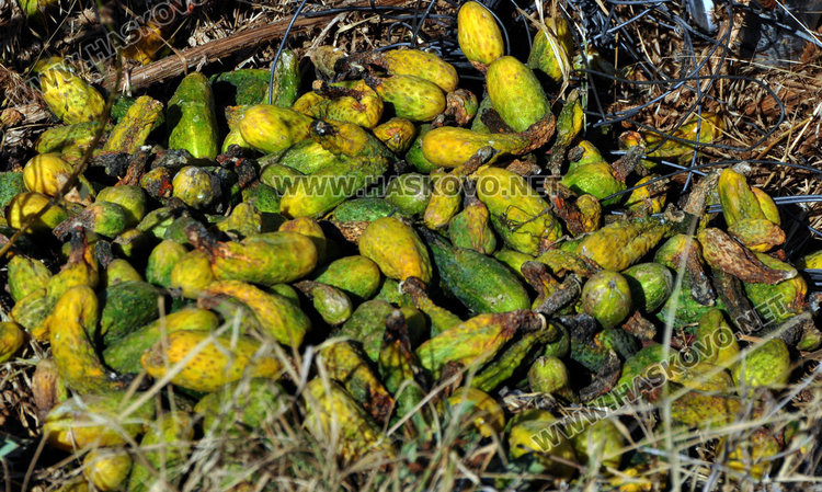 Изхвърлят корнишони в дерето заради евтин внос 