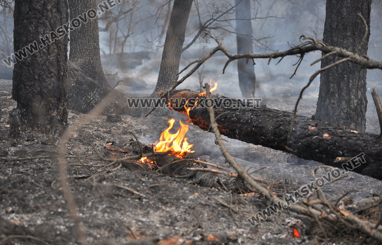 Пак палят край Харманли, семейство спасено от огнения ад 