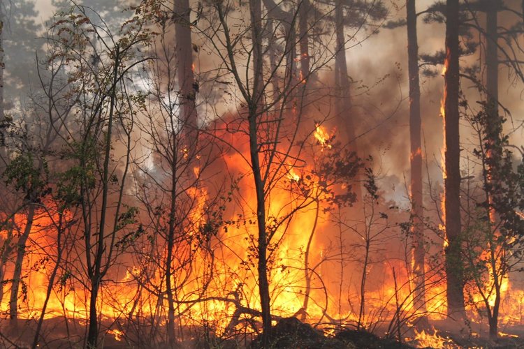 4 декара иглолистна гора е изгоряла при пожар край Меричлери, снимка -архив