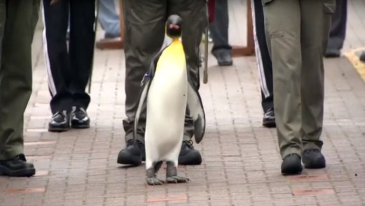 Пингвин от зоопарк в Шотландия стана бригаден генерал