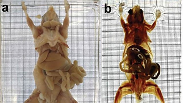 Учените разработиха начин да направят мишки прозрачни и да светят в тъмното
