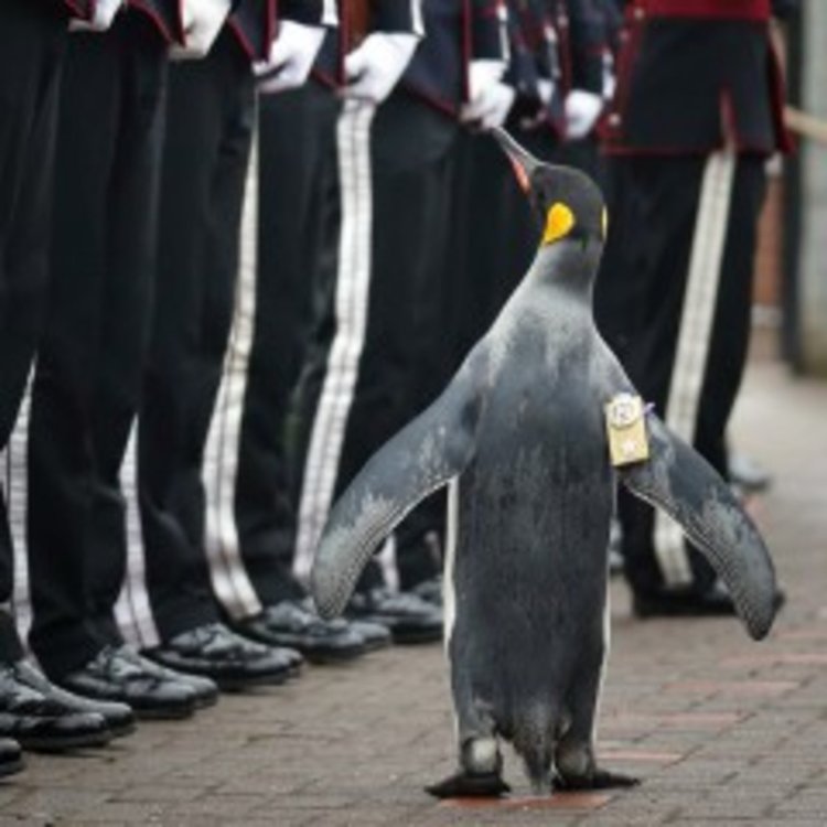 Пингвин от зоопарк в Шотландия стана бригаден генерал