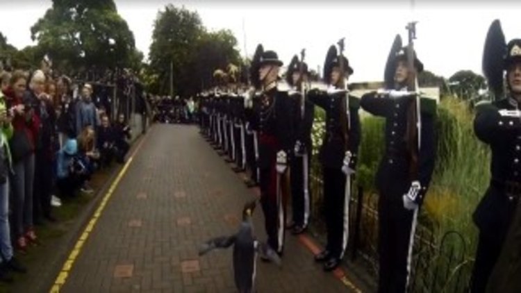 Пингвин от зоопарк в Шотландия стана бригаден генерал