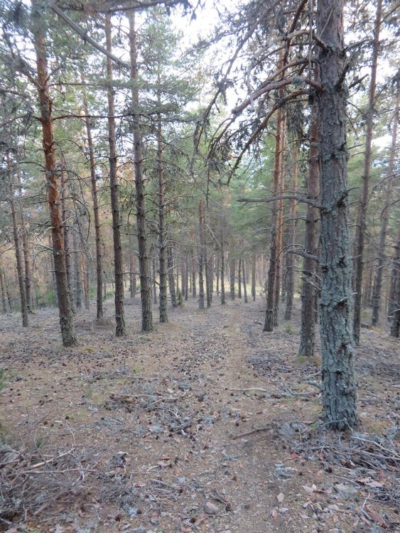 Горското сви добива на широколистна дървесина, за да се усвои по-бързо пострадалата иглолистна маса