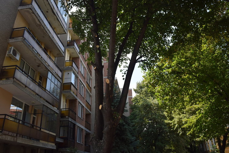   Подписки от кърджалийци за кастрене на дървета  искат от общината