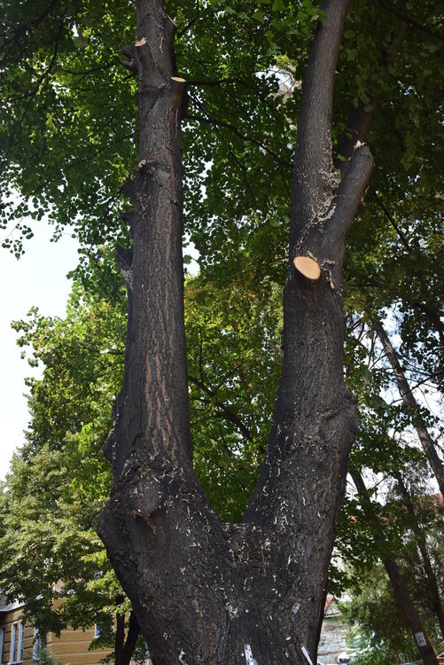   Подписки от кърджалийци за кастрене на дървета  искат от общината