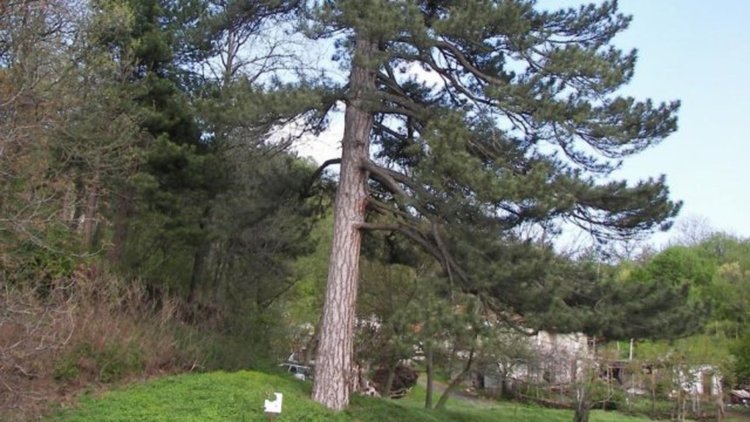 Иманяри от три държави унищожават вековен бор в Кърджалийско