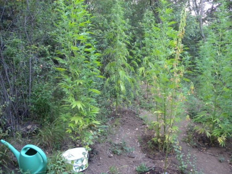 Полицаи откриха плантация с марихуана в родопско село, в къща пък - голямо количество дрога