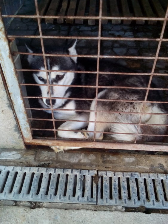 Община Кърджали опровергава твърдения за кучешкия приют