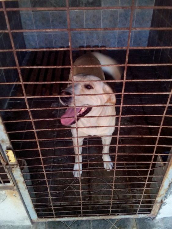 Община Кърджали опровергава твърдения за кучешкия приют