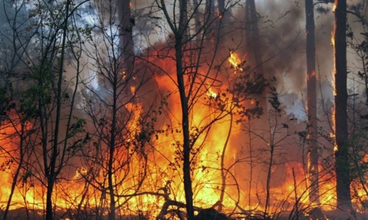 Над 10 000 декара обхвана горският пожар в Тополовградско