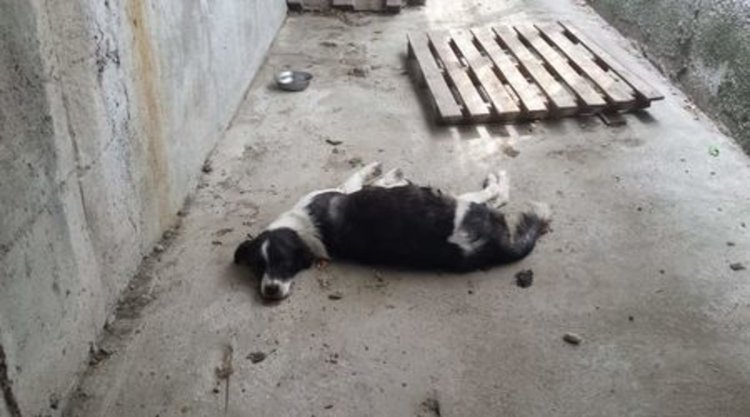 Прокуратурата в Кърджали проверява приюта за кучета след сигнали за жестоко отношение