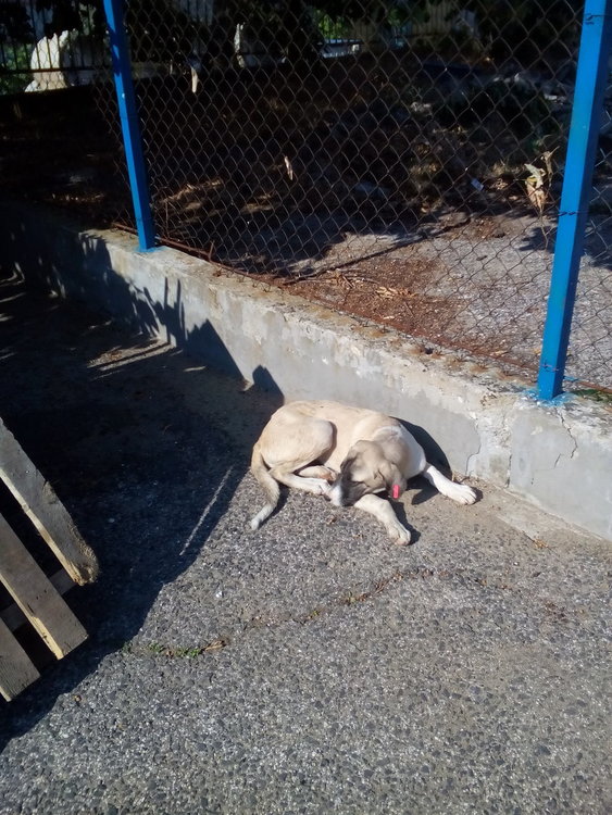 Община Кърджали опровергава твърдения за кучешкия приют