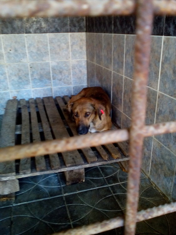 Община Кърджали опровергава твърдения за кучешкия приют