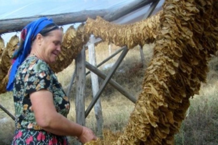 Протестът на тютюнджиите назрява, вече седем месеца чакат парите си