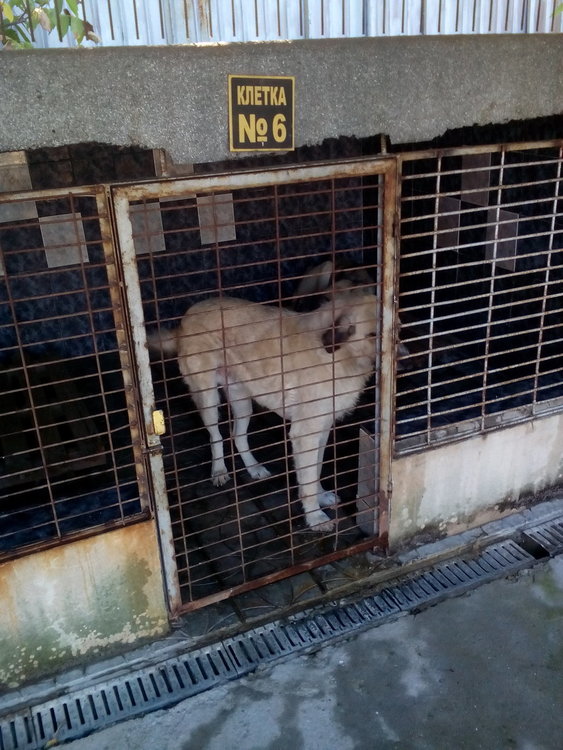 Община Кърджали опровергава твърдения за кучешкия приют