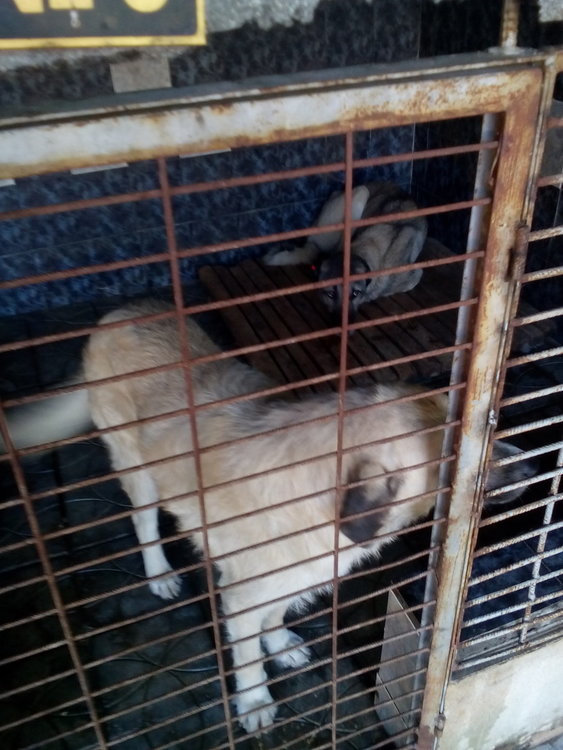 Община Кърджали опровергава твърдения за кучешкия приют