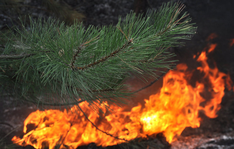 Глас народен: Гората се пали умишлено