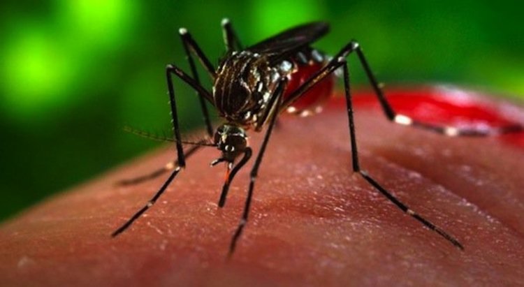 Комари преносители на вируса Зика са засечени и в САЩ