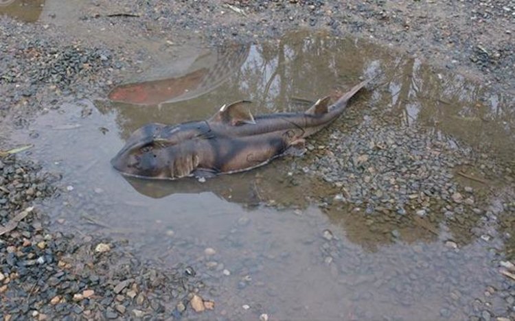 Полицаи се натъкнаха на акула в крайпътна локва