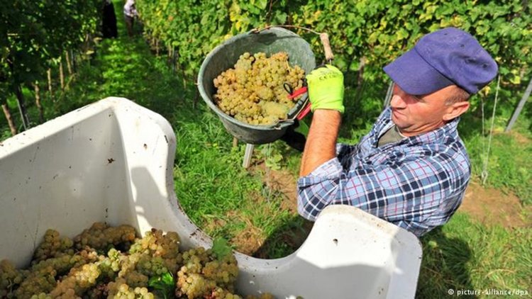 Защо и през лятото се храним с вносна "пластмаса"?