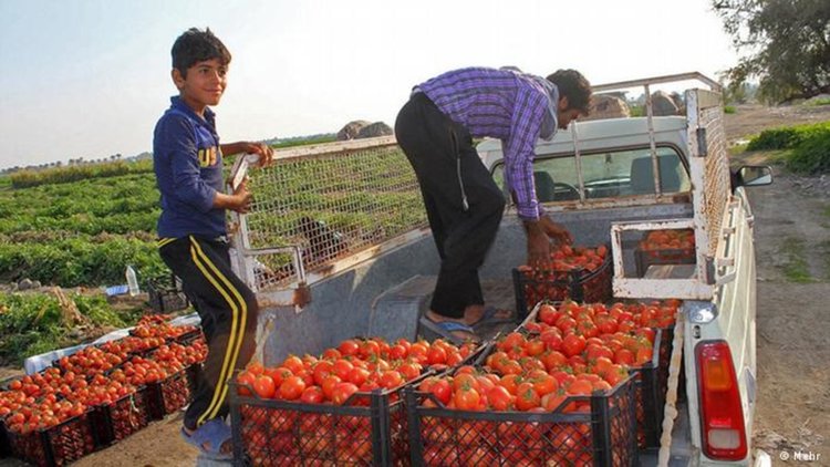 Защо и през лятото се храним с вносна "пластмаса"?