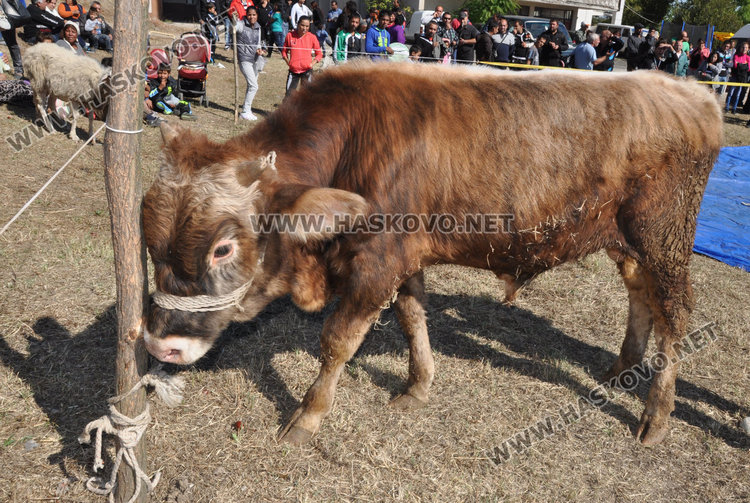 Хасковлията Георги Ванчев грабна теле на борбите в Троян