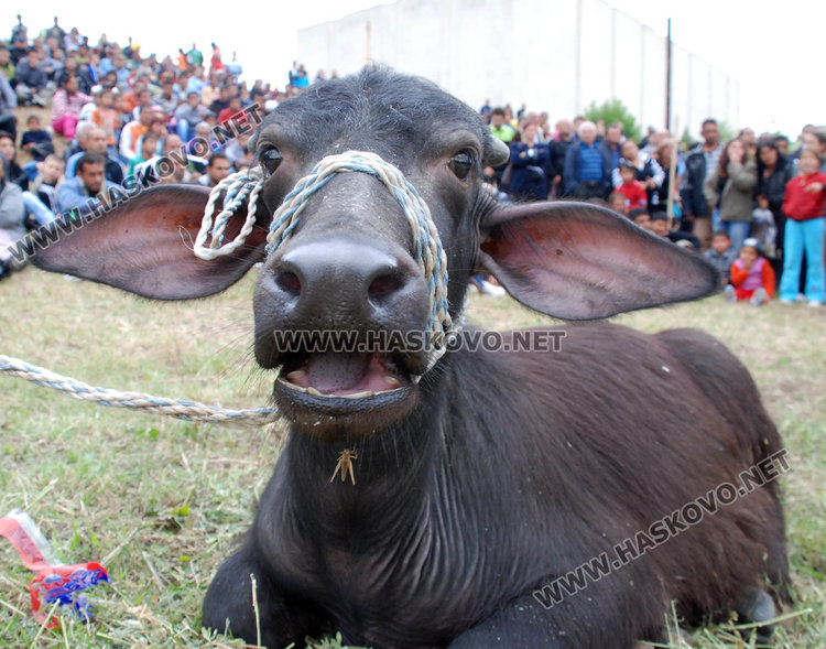 Хасковлията Георги Ванчев грабна теле на борбите в Троян