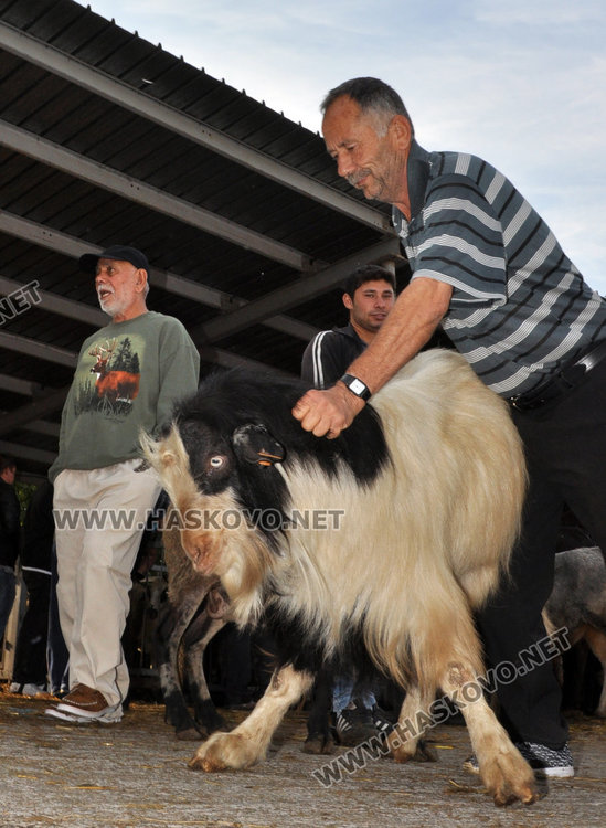 Булки се пазарят за кочовете за Курбан байрям