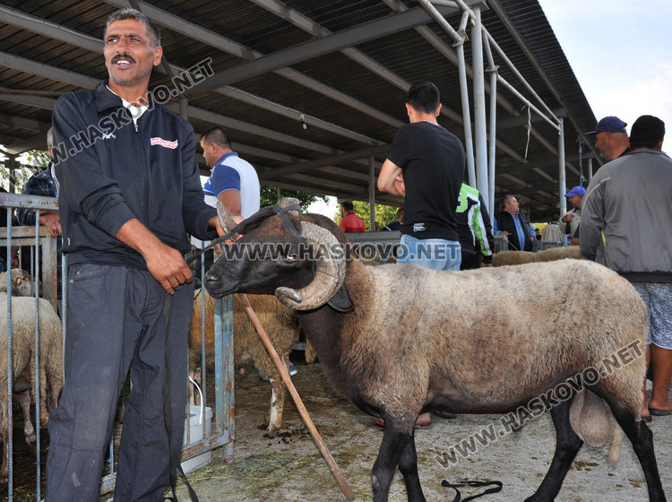 Булки се пазарят за кочовете за Курбан байрям