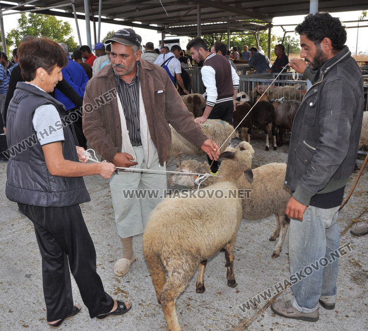Булки се пазарят за кочовете за Курбан байрям
