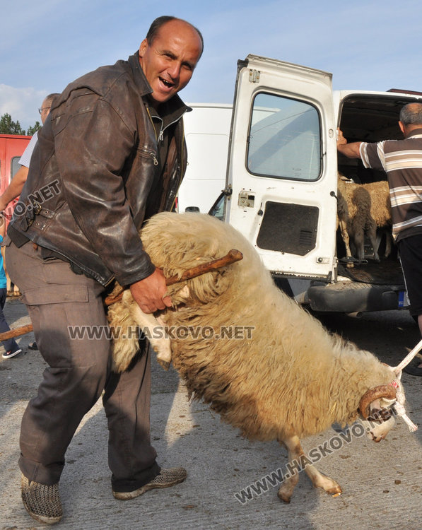Булки се пазарят за кочовете за Курбан байрям